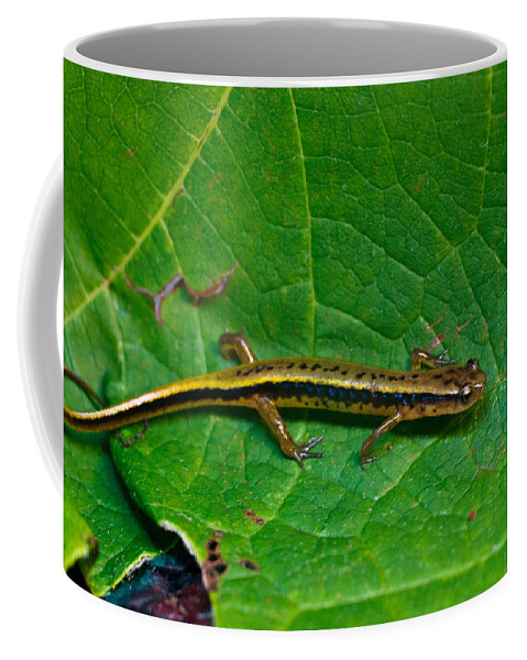 Eurycea Coffee Mug featuring the photograph Lined Salamander 2 by Douglas Barnett