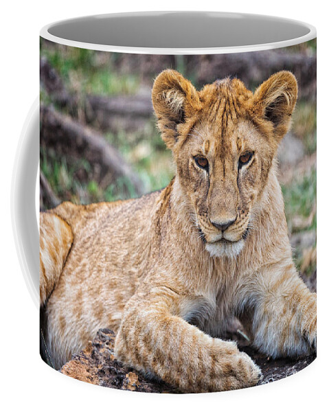 Lion Cub Coffee Mug featuring the photograph Lion Cub by Perla Copernik