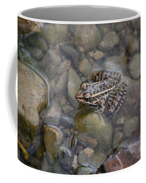 Frog Coffee Mug featuring the photograph Little Frog by Susan Stevens Crosby