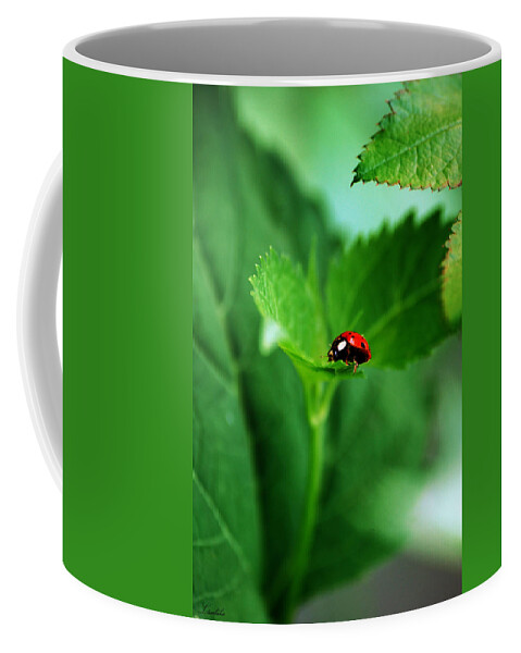 Ladybug Coffee Mug featuring the photograph Little Red Lady by Lori Tambakis