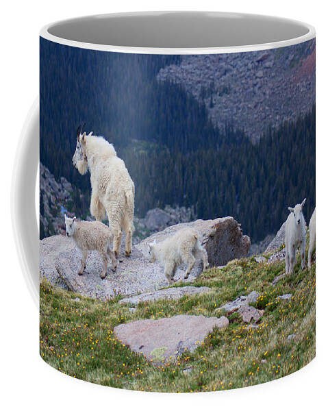 Mountain Goats; Posing; Group Photo; Baby Goat; Nature; Colorado; Crowd; Baby Goat; Mountain Goat Baby; Happy; Joy; Nature; Brothers Coffee Mug featuring the photograph Living on the Edge by Jim Garrison