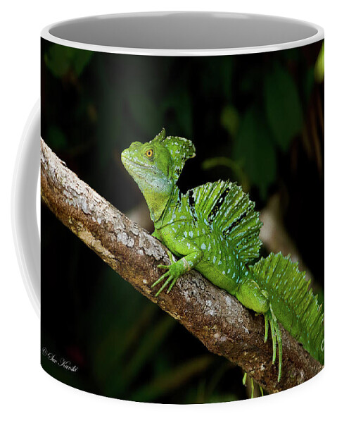 Costa Rica Coffee Mug featuring the photograph Lizard on a Stick by Sue Karski