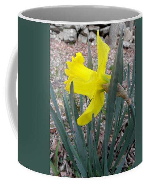 Daffodil Coffee Mug featuring the photograph Long Trumpet Daff by Kim Galluzzo