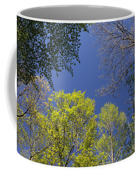 Tree Coffee Mug featuring the photograph Looking Up In Spring by Daniel Reed