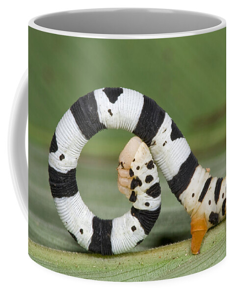 00476846 Coffee Mug featuring the photograph Looper Moth Caterpillar Atewa Range by Piotr Naskrecki