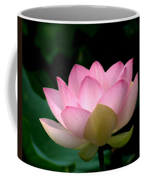Nature Coffee Mug featuring the photograph Lotus Beauty--Blushing DL003 by Gerry Gantt