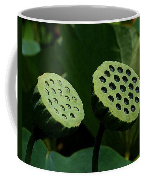 Nature Coffee Mug featuring the photograph Lotus Capsules-Sun Worshipers DL052 by Gerry Gantt