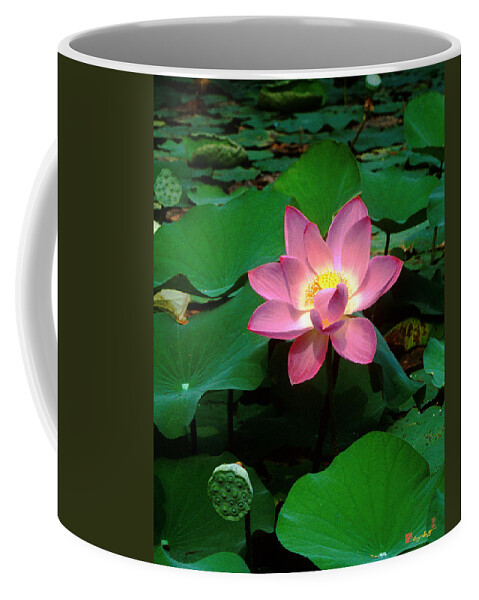 Nature Coffee Mug featuring the photograph Lotus Flower and Capsule 24A by Gerry Gantt