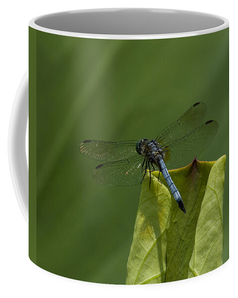 Nature Coffee Mug featuring the photograph Lotus Leaf and Blue Dasher Dragonfly DL058 by Gerry Gantt