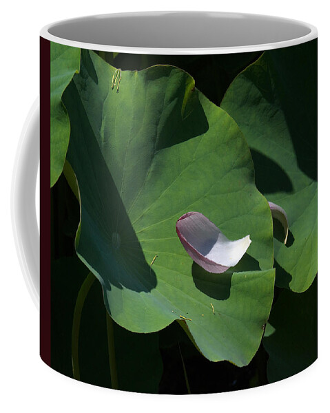 Nature Coffee Mug featuring the photograph Lotus Leaf--Castoff i DL073 by Gerry Gantt