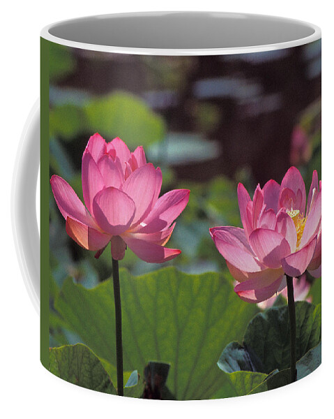 Nature Coffee Mug featuring the photograph Lotus Pair 24M by Gerry Gantt