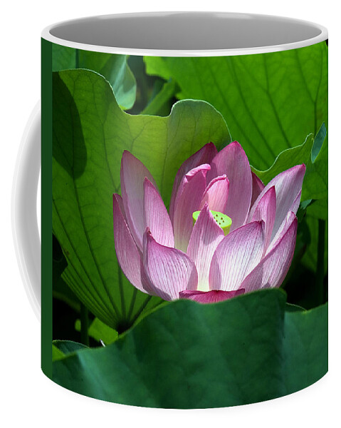 Nature Coffee Mug featuring the photograph Lotus--Peeking Out i DL016 by Gerry Gantt