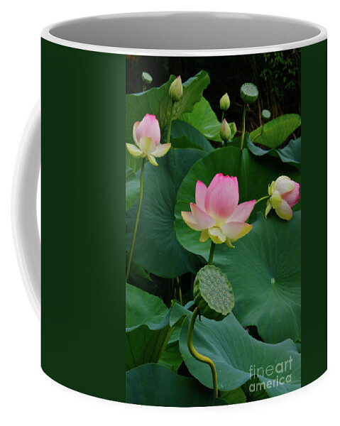 Lotus Coffee Mug featuring the photograph Lotus Pond View A by Byron Varvarigos