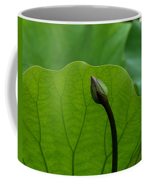 Nature Coffee Mug featuring the photograph Lotus-Sheltering the Future DL032 by Gerry Gantt