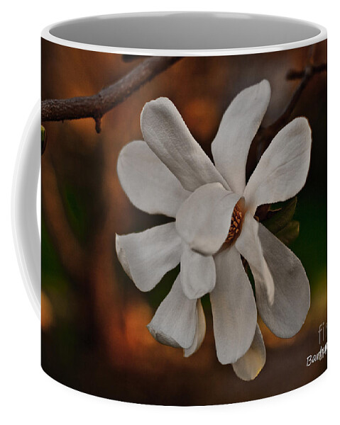 Flowers Coffee Mug featuring the photograph Magnolia Bloom by Barbara McMahon