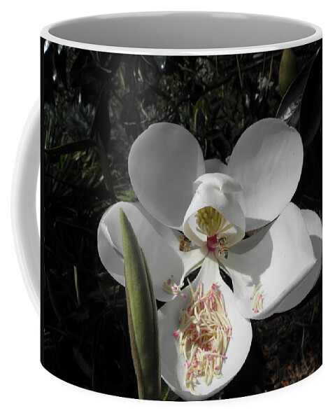 Magnolia Coffee Mug featuring the photograph Magnolia by Kim Galluzzo