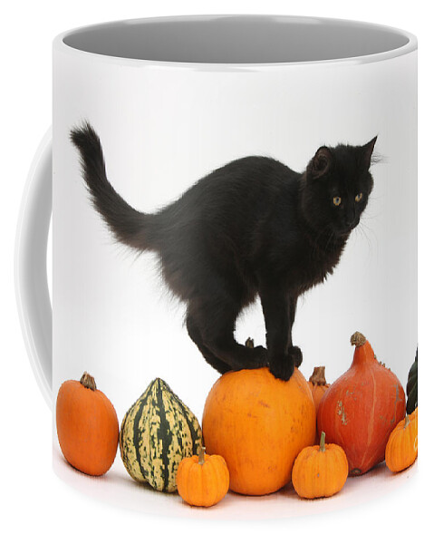 Nature Coffee Mug featuring the photograph Maine Coon Kitten On Halloween Pumpkins by Mark Taylor