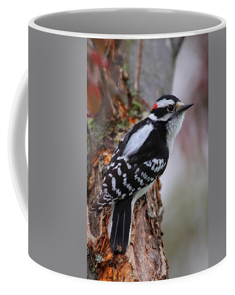 Woodpecker Coffee Mug featuring the photograph Male Downy Woodpecker by Bruce J Robinson