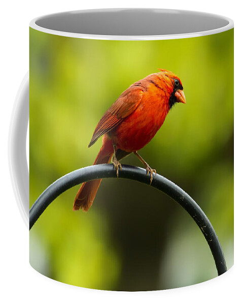 Cardinal Coffee Mug featuring the photograph Male Northern Cardinal on Pole by Bill and Linda Tiepelman