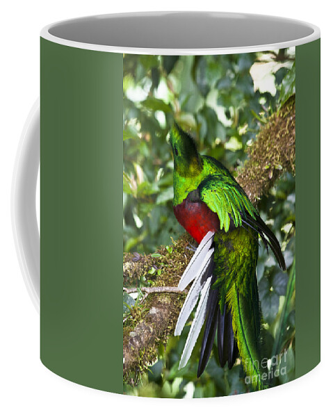 Bird Coffee Mug featuring the photograph Male Resplendent Quetzal by Heiko Koehrer-Wagner
