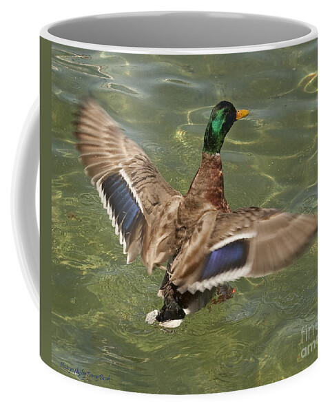 Mallard Coffee Mug featuring the photograph Male Mallard Duck Landing #1 by Kenny Bosak