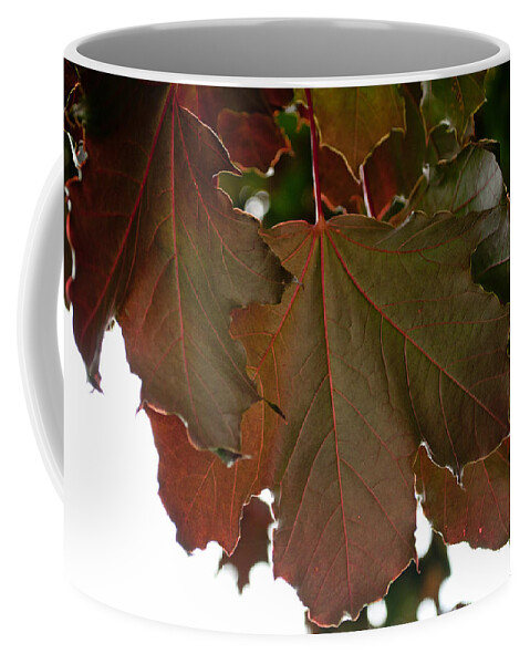 Maple Tree Coffee Mug featuring the photograph Maple 2 by Tikvah's Hope