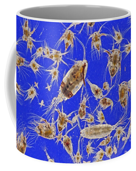Histology Coffee Mug featuring the photograph Live Marine Zooplankton by M I Walker