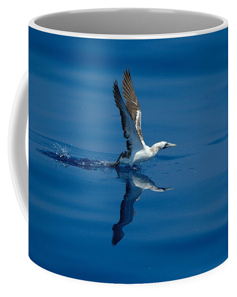 Masked Booby Coffee Mug featuring the photograph Masked Booby by Bradford Martin