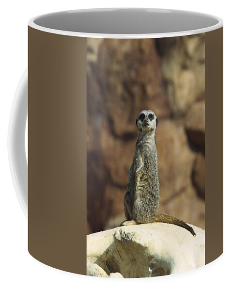 Mp Coffee Mug featuring the photograph Meerkat Suricata Suricatta Sunning by Konrad Wothe