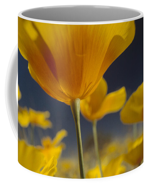 00170928 Coffee Mug featuring the photograph Mexican Golden Poppy Detail New Mexico by Tim Fitzharris