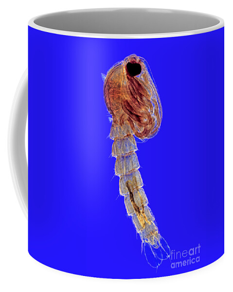 Histology Coffee Mug featuring the photograph Midge Culex Pupa by M. I. Walker