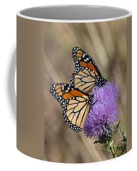 Marsh Coffee Mug featuring the photograph Monarch Butterflies on Field Thistle DIN162 by Gerry Gantt