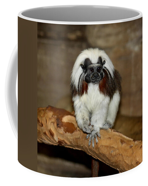 Monkey Coffee Mug featuring the photograph Monkey Stare Down by Kim Galluzzo
