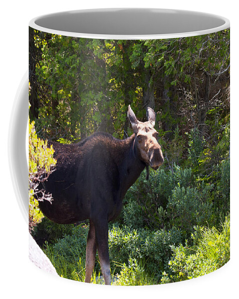 Moose Coffee Mug featuring the photograph Moose Baxter State Park 4 by Glenn Gordon