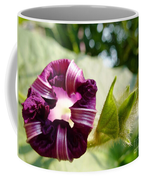 Morning Glory Coffee Mug featuring the photograph Morning Glory Flower by Amalia Suruceanu