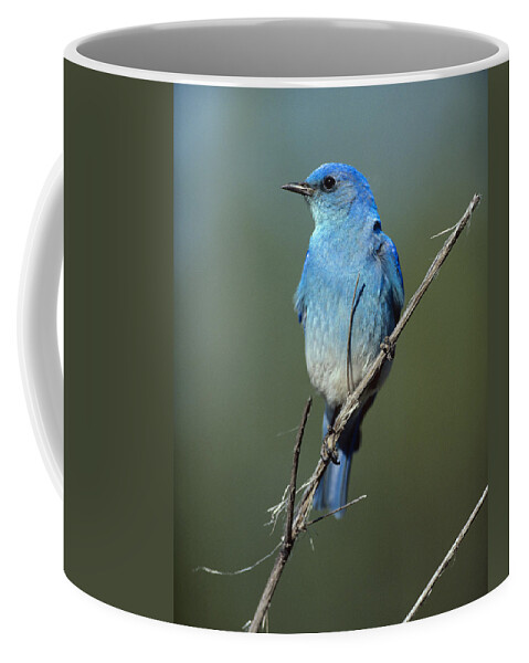 00176592 Coffee Mug featuring the photograph Mountain Bluebird Perching On Twig by Tim Fitzharris