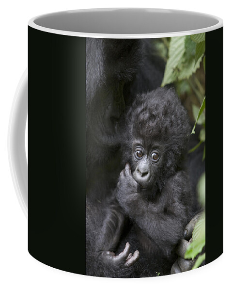 00761216 Coffee Mug featuring the photograph Mountain Gorilla 3 Month Old Infant by Suzi Eszterhas