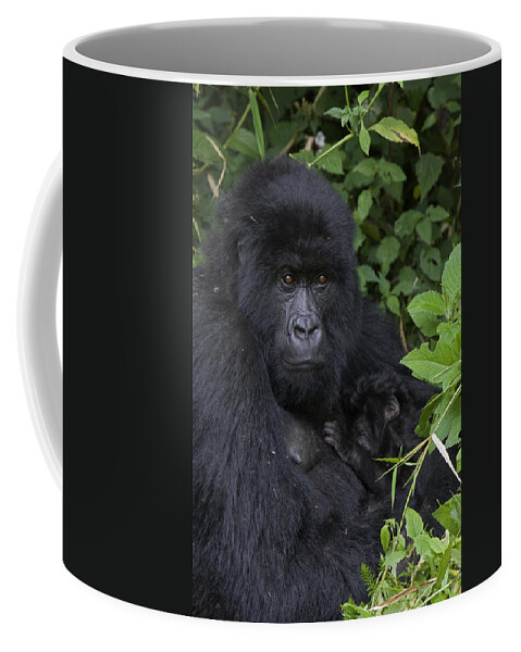 00427965 Coffee Mug featuring the photograph Mountain Gorilla Mother And Infant Parc by Suzi Eszterhas