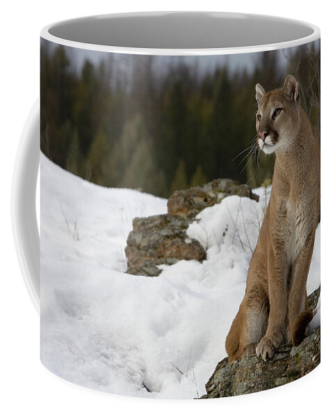 Mp Coffee Mug featuring the photograph Mountain Lion Puma Concolor Sitting by Matthias Breiter