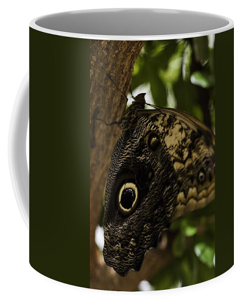 Mournful Owl Coffee Mug featuring the photograph Mournful Owl Butterfly by Perla Copernik