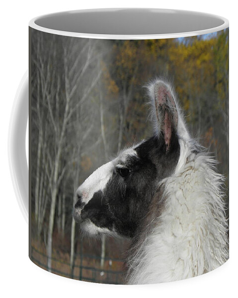 Alpaca Coffee Mug featuring the photograph Mr Alpaca in the country by Kim Galluzzo Wozniak
