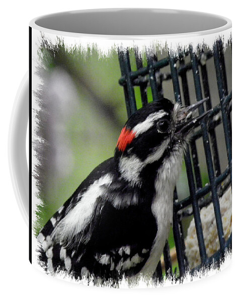 Downy Coffee Mug featuring the photograph Mr Downy Woodpecker by Kim Galluzzo Wozniak