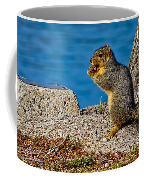 Fox Squirrel Coffee Mug featuring the photograph My Lollipop by Doug Long