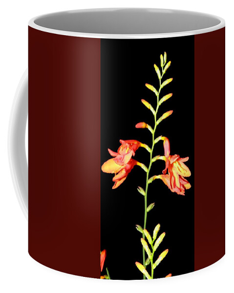 Flower Coffee Mug featuring the photograph Nights Beauties by Kim Galluzzo