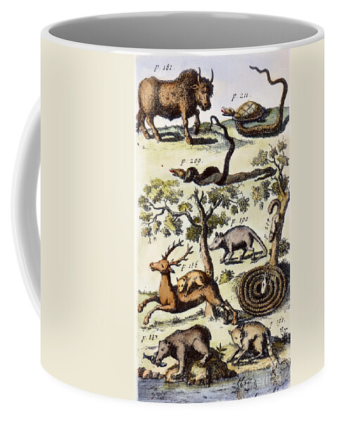 1711 Coffee Mug featuring the photograph North America: Fauna by Granger