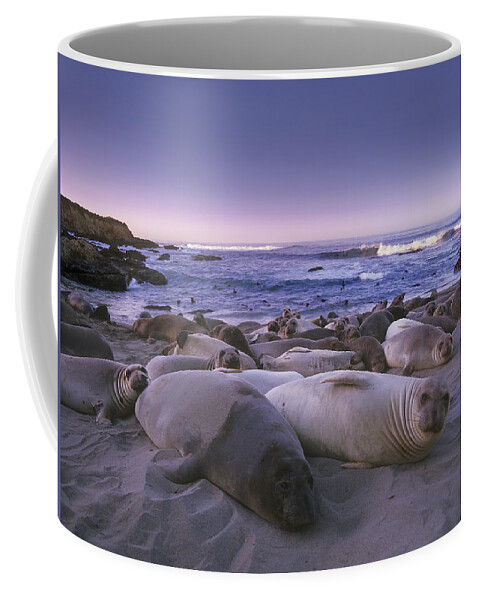 00176643 Coffee Mug featuring the photograph Northern Elephant Seal Juveniles Laying by Tim Fitzharris