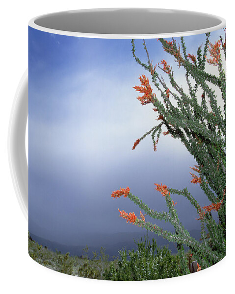Mp Coffee Mug featuring the photograph Ocotillo Fouquieria Splendens Cactus by Konrad Wothe