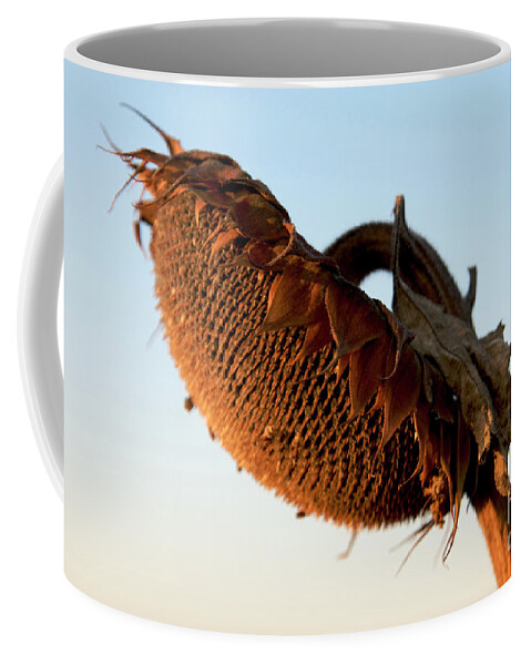 Agriculture Coffee Mug featuring the photograph One Sunflower Head Wilted by Bernard Jaubert