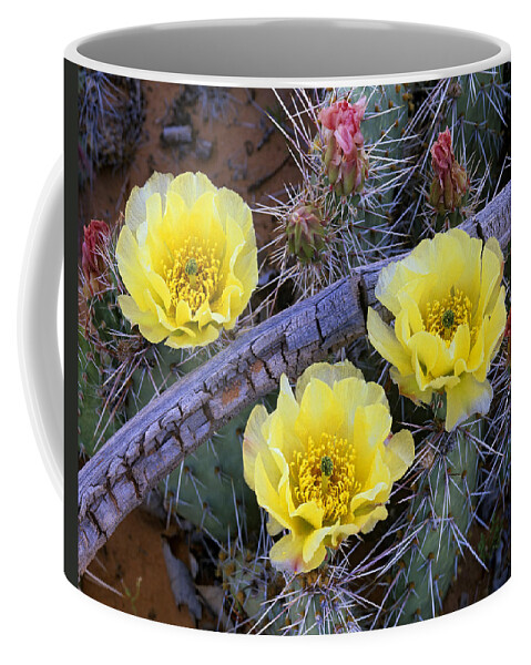 00176827 Coffee Mug featuring the photograph Opuntia Cactus Blooming North America by Tim Fitzharris