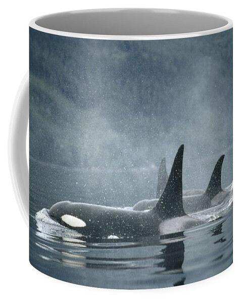 00079561 Coffee Mug featuring the photograph Orca Pod Surfacing by Flip Nicklin